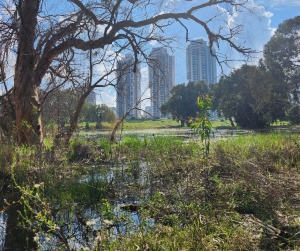 מדריך לתכנון והקמת אתרי טבע עירוניים